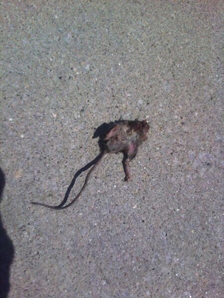 Rats